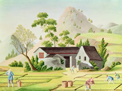 Campesinos en los Campos de Arroz de Chinese School