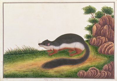 Ardilla de Prevost, de Dibujos de Animales, Insectos y Reptiles de Malaca, c.1805-18 de Chinese School