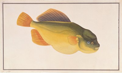 Pez globo, de Dibujos de peces de Malaca, c.1805-18 de Chinese School