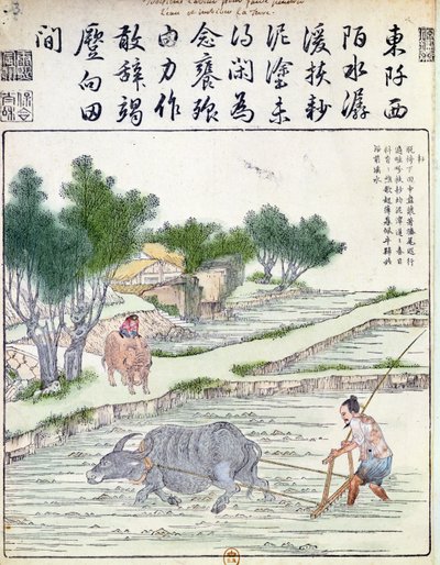 Cultivo de arroz en China de Chinese School