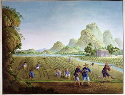 Cultivo de arroz en China, trasplante de plantas de Chinese School