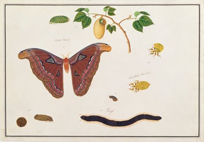 Seis Artrópodos, de Dibujos de Animales, Insectos y Reptiles de Malaca, c.1805-18 de Chinese School