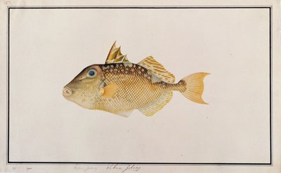 Pez Ballesta Estrellado, de Dibujos de Peces de Malaca, c.1805-18 de Chinese School
