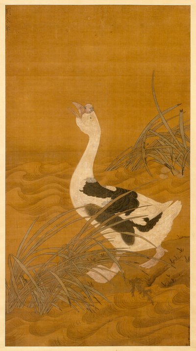 Ganso Cisne entre Juncos de Chinese School