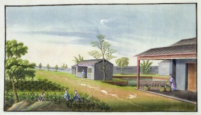 Cuidado de las plantas de té de Chinese School