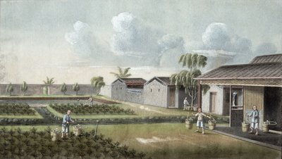 Riego de plantas de té de Chinese School