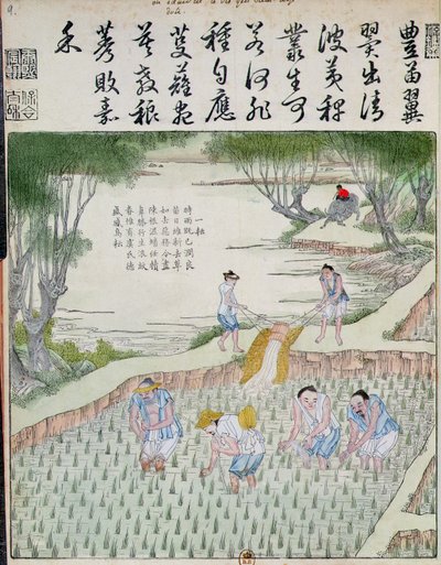 Deshierbe, el cultivo del arroz en China de Chinese School