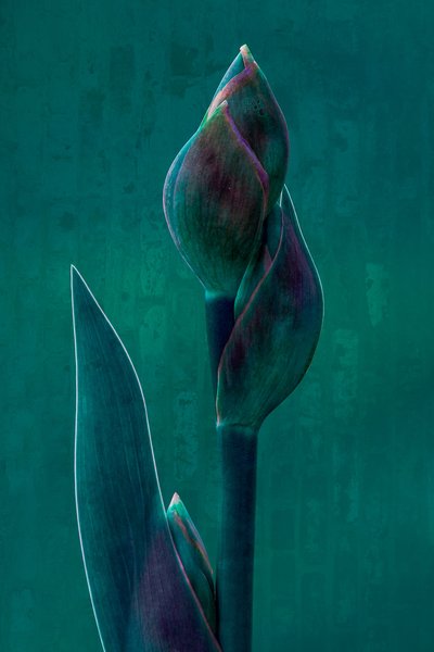 Moody Botanical Bloom de Chris Hamilton