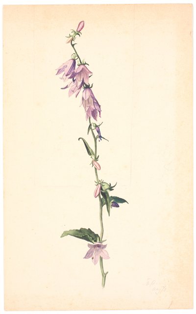 Campanula de Christen Dalsgaard