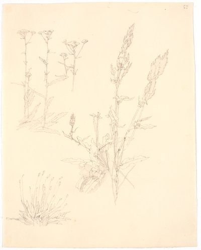 Estudios de plantas de Christen Købke