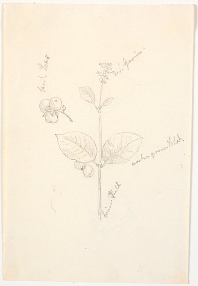 Estudios de plantas con indicaciones de color en lápiz de Christen Købke