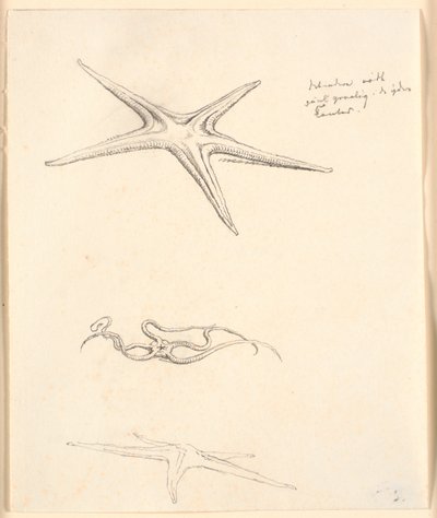 Estrellas de mar de Christen Købke