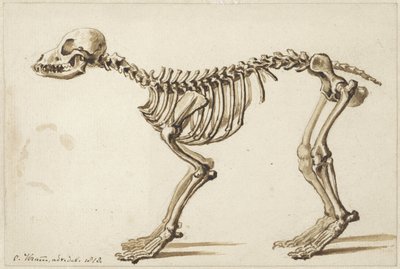 Esqueleto de un perro de lado de Christiaan Kramm