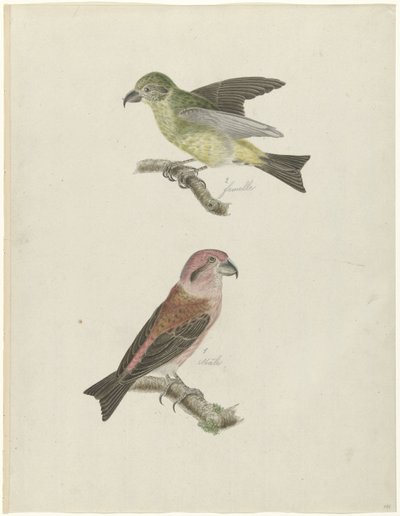 Dos piquituertos de Christiaan Sepp (possibly)