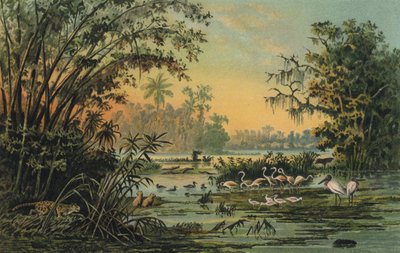 Vida silvestre en el medio Orinoco, Venezuela de Christian Anton Goering