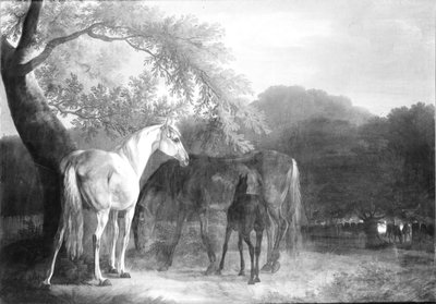 Caballos en una región boscosa de Christian David Gebauer