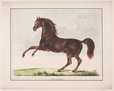 El caballo bien formado de Christian David Gebauer