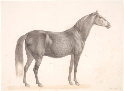 Caballo negro de Christian David Gebauer