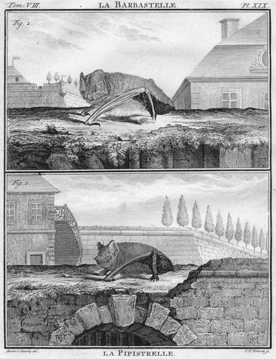 La Barbastelle y La Pipistrelle, c1763 de Christian Friedrich Fritzsch