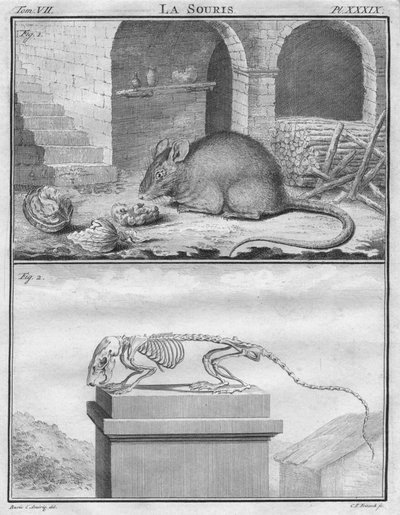 La Ratón, c1763 de Christian Friedrich Fritzsch