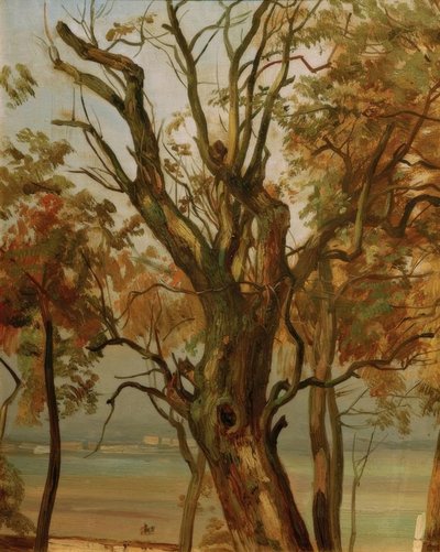 Estudio de árbol en otoño (Ribera del Elba cerca de Dresde) de Christian Friedrich Gille