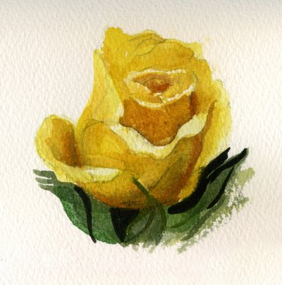 Rosa amarilla, 2009 (acuarela sobre papel) de Christian Furr