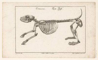 esqueleto de un erizo Erinaceus / Ein Egel (título sobre el objeto) Unterschiedliche Sceleta o Bone-Cörper (título de la serie) de Christian Hallbaur