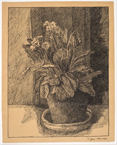 Maceta con Prímula de Christian Kongstad Petersen