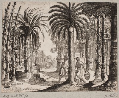 Palmeral con palmeras de betel de Christian Rothgiesser