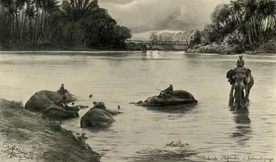 Elefantes bañándose en el río Mahaweli, Ceilán, 1898 de Christian Wilhelm Allers