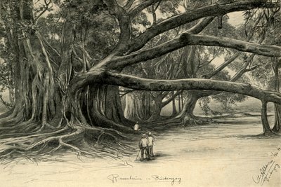 Árboles Gigantes en Buitenzorg, Java de Christian Wilhelm Allers