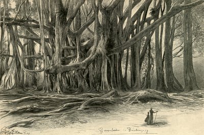 Árboles gigantes en Buitenzorg, Java, 1898 de Christian Wilhelm Allers