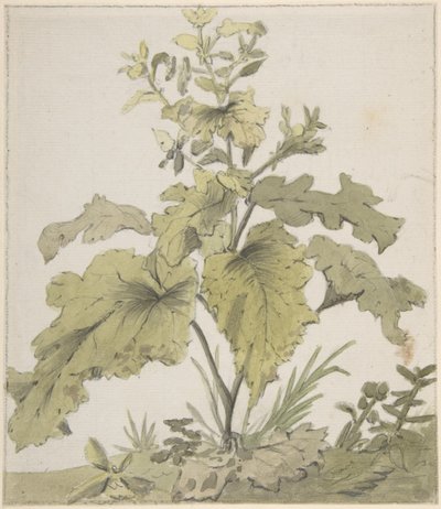 Estudio de una planta de Christian Wilhelm Ernst Dietrich