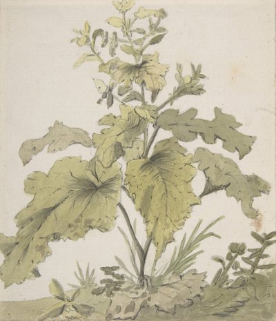 Estudio de una planta de Christian Wilhelm Ernst Dietrich