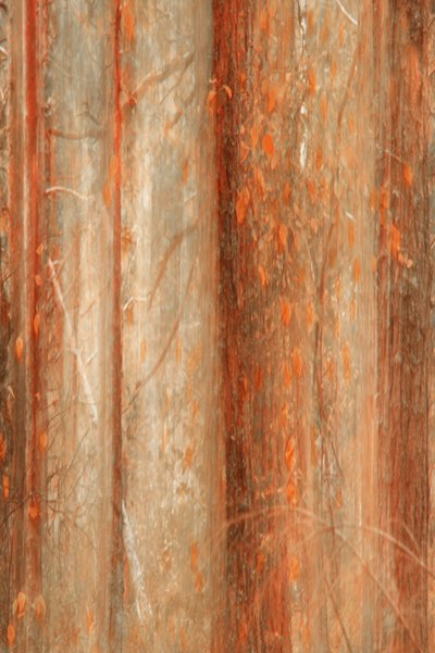 Bosque otoñal difuminado de Christina Sillen