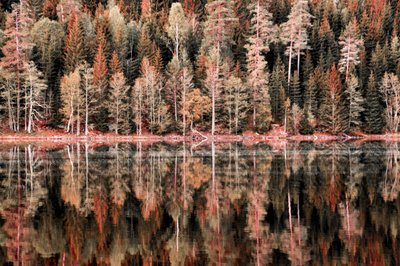 Reflejos del bosque en otoño de Christina Sillen