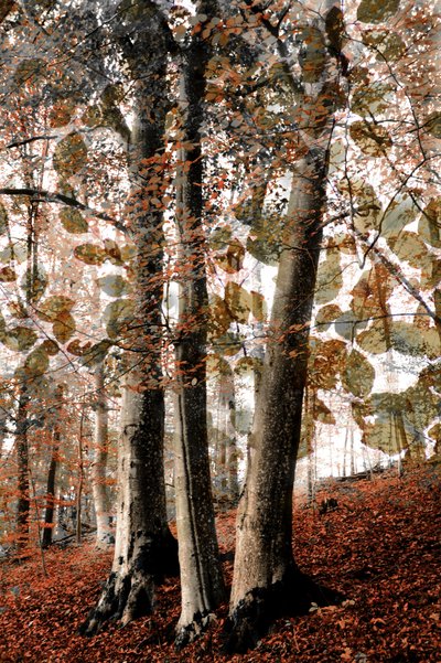 Escena otoñal en el bosque de Christina Sillen