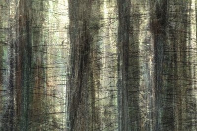 Luz difusa del bosque de Christina Sillen