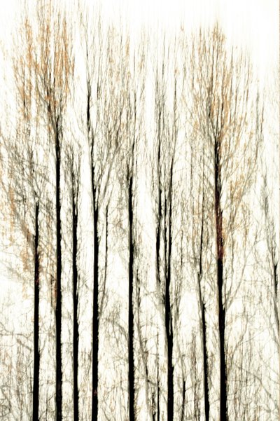 Líneas difuminadas del bosque de Christina Sillen