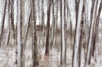Árboles invernales borrosos de Christina Sillen