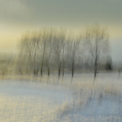 Árboles invernales borrosos de Christina Sillen
