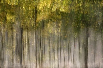 Un bosque otoñal de ensueño de Christina Sillen