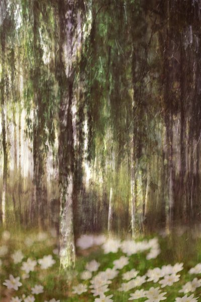 Un bosque de abedules de ensueño de Christina Sillen