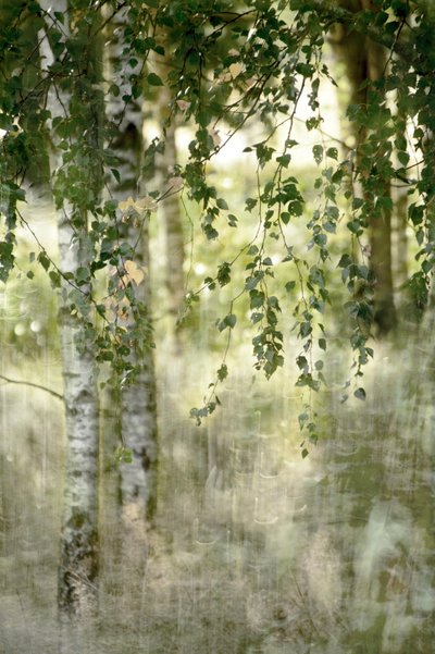 Un bosque de abedules de ensueño de Christina Sillen