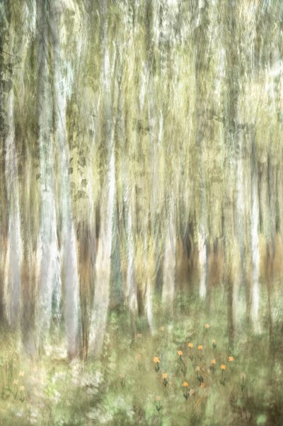 Bosques de abedules de ensueño de Christina Sillen