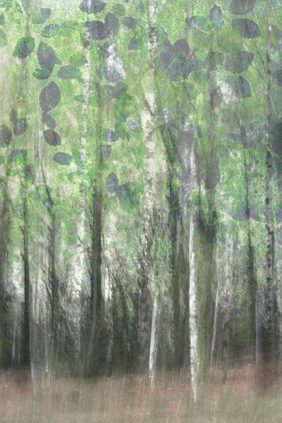 Bosques de abedules de ensueño de Christina Sillen