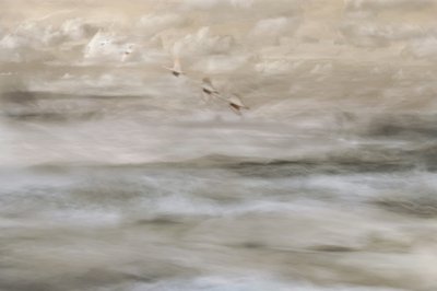 Aves de ensueño sobre el agua de Christina Sillen