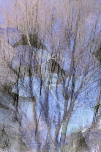 Bosque azul de ensueño de Christina Sillen