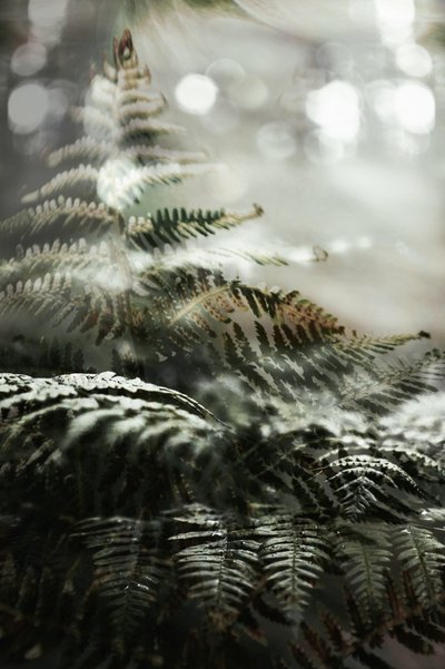 Helechos de un bosque de ensueño de Christina Sillen