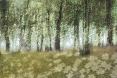 Flores de un bosque de ensueño de Christina Sillen
